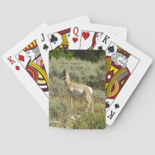 Jeu De Cartes Antilocapre dans le parc national de Grand Teton