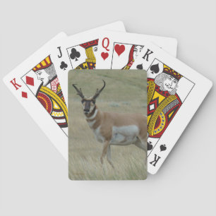 Jeu De Cartes Antilope d'Amérique A33 mâle cornes torses