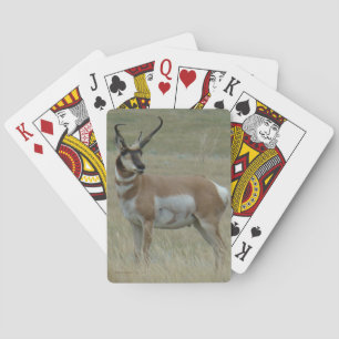 Jeu De Cartes Antilope d'Amérique A37 Grand Buck à cornes torsad