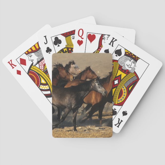 Jeu De Cartes Arabes courant dans le désert (dos)