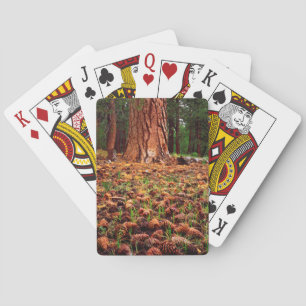 Jeu De Cartes Arbre Ponderosa de vieille croissance avec cônes d