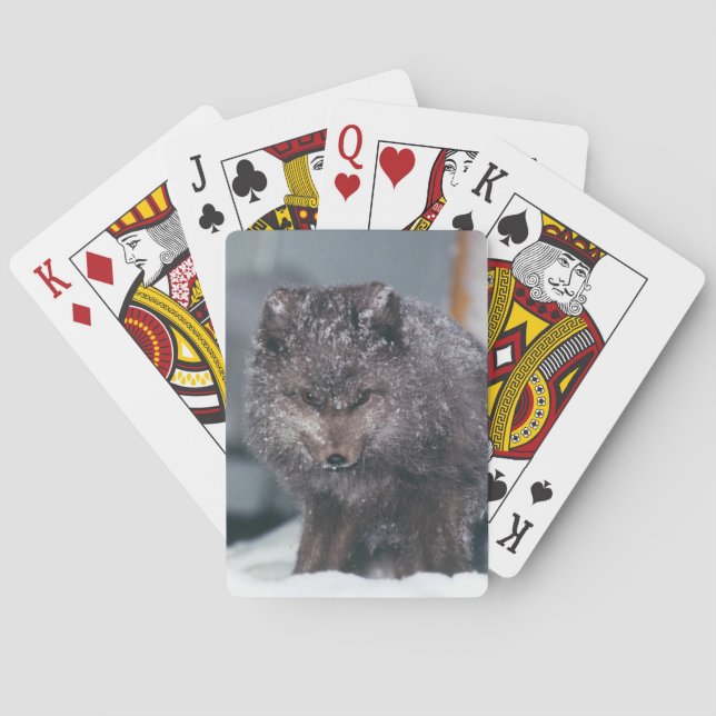 Jeu De Cartes Arctic Blue Phase Fox Alaska - Carte de scène hive (dos)