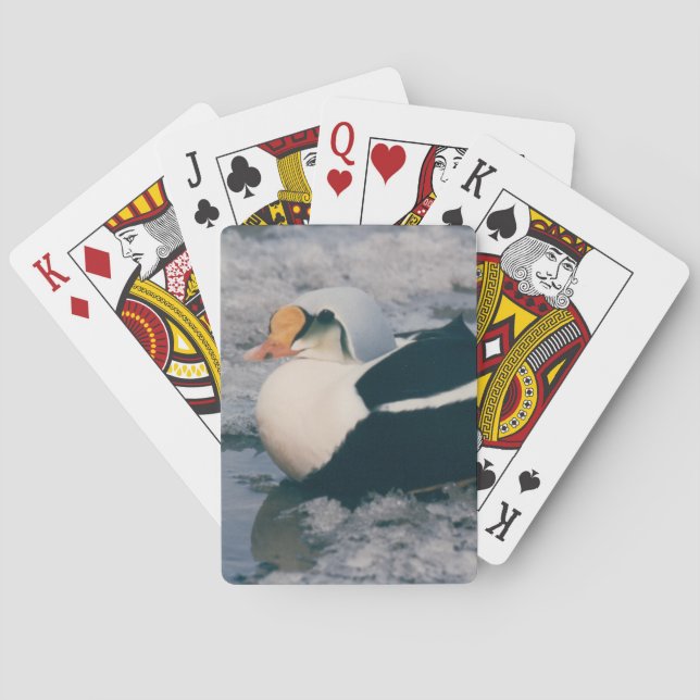 Jeu De Cartes Arctic King Eider Waterfowl Photo Design Deck (dos)