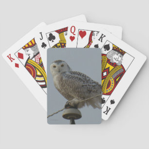 Jeu De Cartes B38 Harfang des neiges