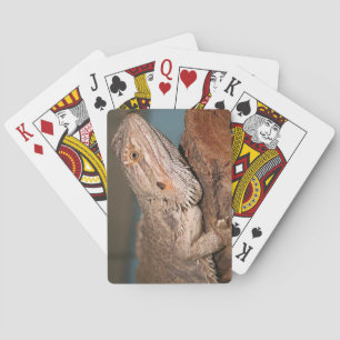 Jeu De Cartes Bearded Dragon