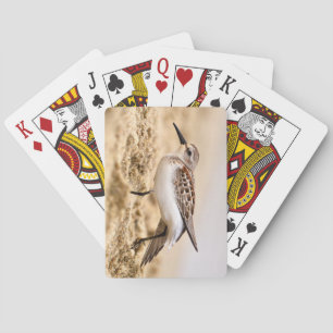 Jeu De Cartes Beau bécasseau dans le sable