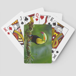 Jeu De Cartes Beau et coloré Oiseau tropical Toucan