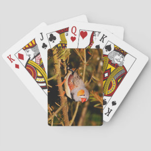 Jeu De Cartes Beau Oiseau coloré Zebra Finch
