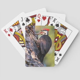 Jeu De Cartes Beau pic pilé sur l'arbre