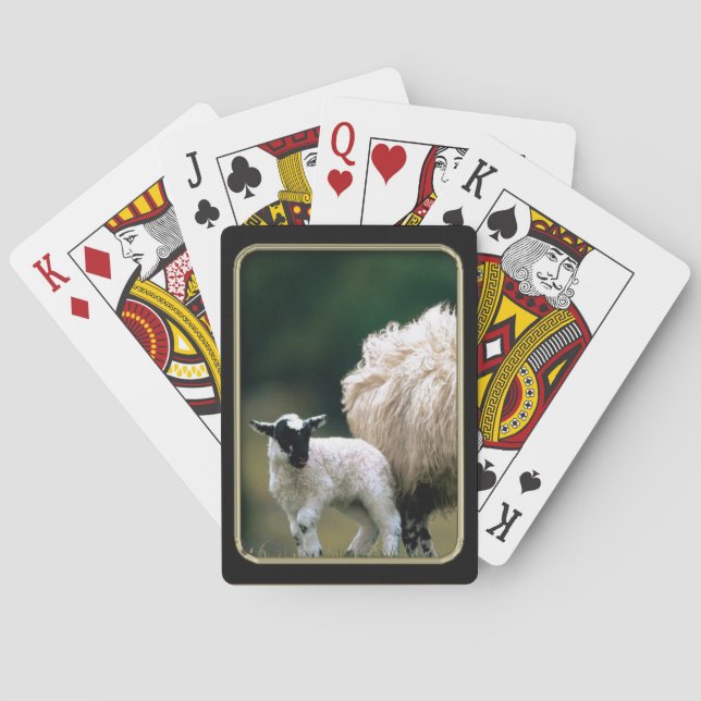 Jeu De Cartes Bébé Lamb Photo Art Jouer Cartes (dos)