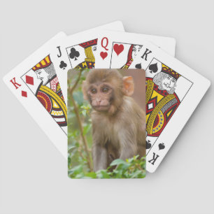 Jeu De Cartes Bébé Macaque Rhésus, Temple du Singe, Jaipur