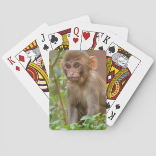 Jeu De Cartes Bébé macaque rhésus, temple du singe, Jaipur