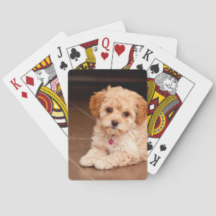 Jeu De Cartes Bébé maltais de caniche ou chien de chiot maltipoé