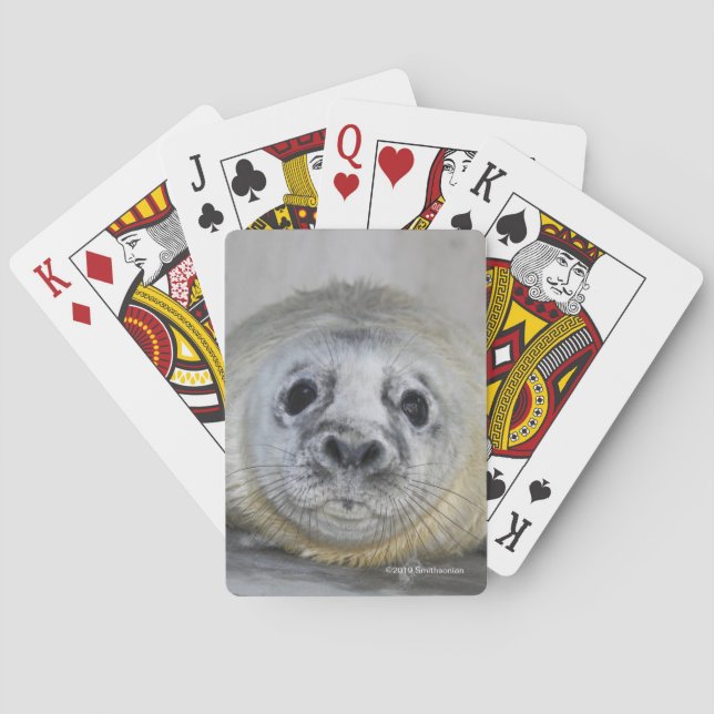 Jeu De Cartes Bébé phoque gris (dos)