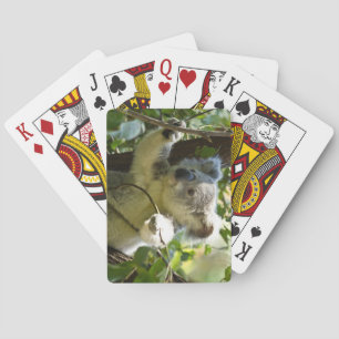 Jeu De Cartes Belle ours de Koala dans les arbres