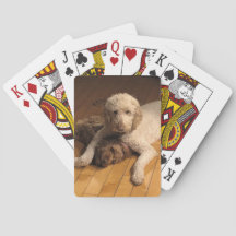 BFF Goldendoodle