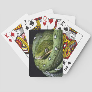 Jeu De Cartes Boa vert de serpent vert d'arbre en Bolivie