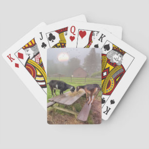 Jeu De Cartes Bonne Chèvre couchée de soleil