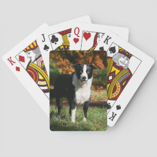 Jeu De Cartes Border Collie Autumn Standing