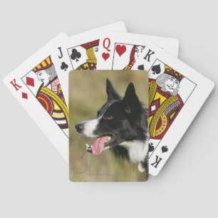 Jeu De Cartes Border Collie Panting Headshot 2