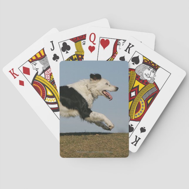 Jeu De Cartes Bordure Collie en cours d'exécution 2 (dos)