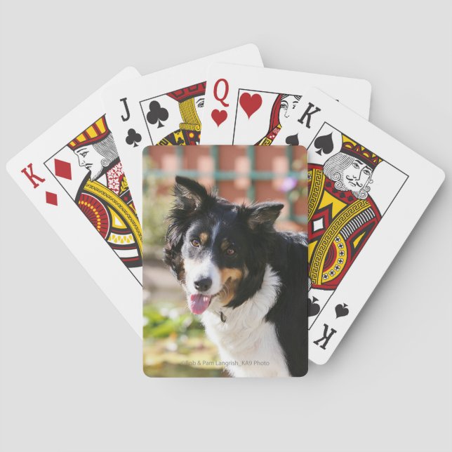 Jeu De Cartes Bordure Collie Panne 1 (dos)
