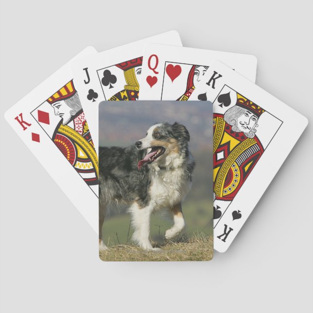 Jeu De Cartes Bordure Collie Panne 2 (dos)