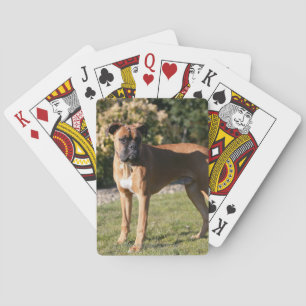 Jeu De Cartes Boxer Fauve Debout