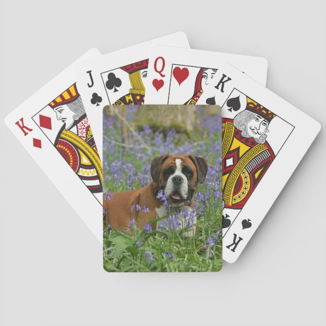 Jeu De Cartes Boxeur s'étendant dans les jacinthes des bois (dos)