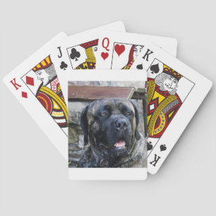 Jeu De Cartes bracelet gris de canne corso