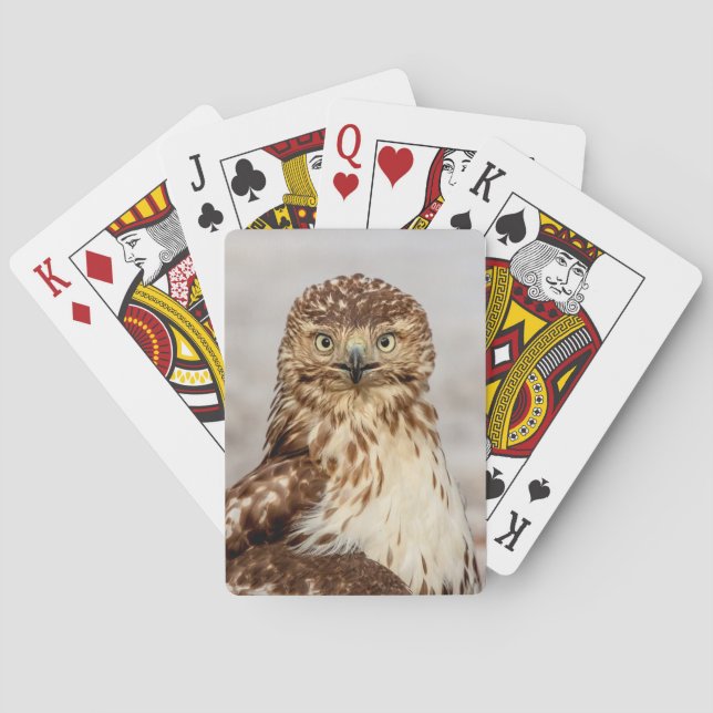 Jeu De Cartes Buse à queue rouge immature au sol (dos)