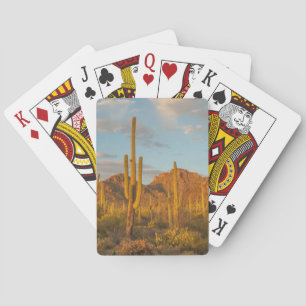 Jeu De Cartes Cactus du Saguaro au coucher du soleil, Arizona