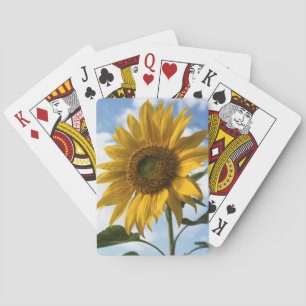 Jeu De Cartes Californie, Un Tournesol Mammouth (Helianthus) 4