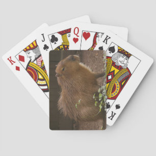 Jeu De Cartes Capybara