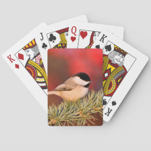 Jeu De Cartes Carolina Chickadee en Cèdre Blue Atlas