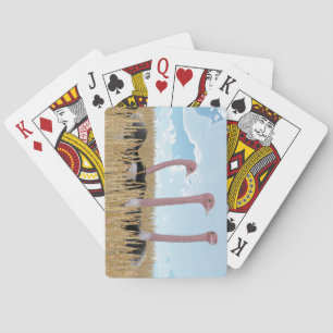 Jeu De Cartes Cartes de jeu d'autruche