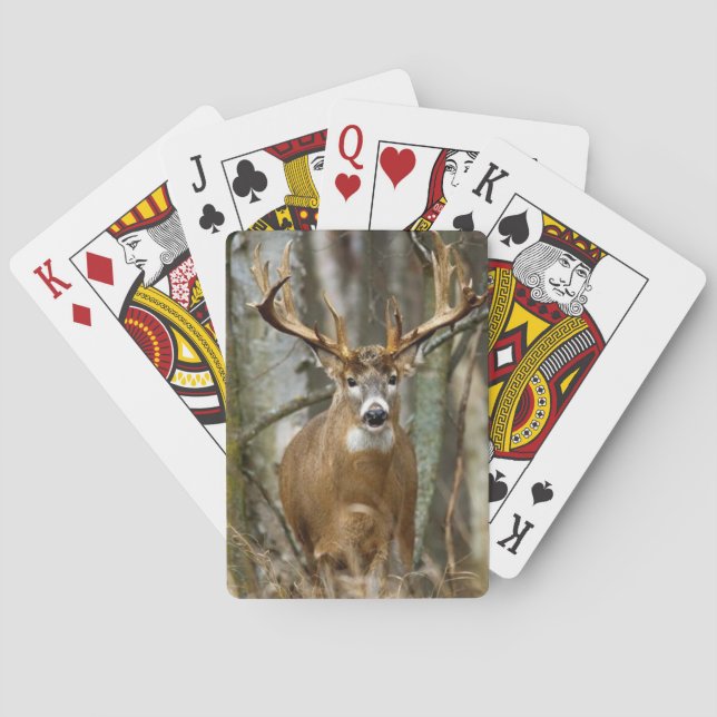 Jeu De Cartes Cartes de jeu de cerfs communs de mâle (dos)