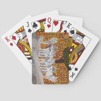 Jeu De Cartes Cartes de jeu de loups gris