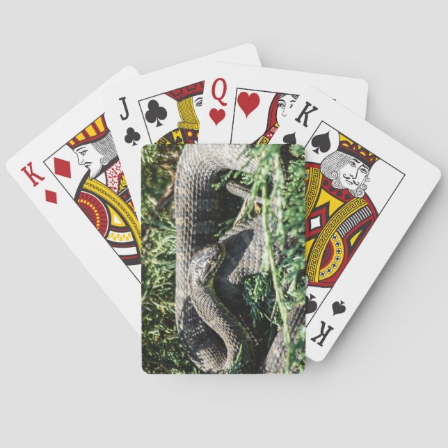 Jeu De Cartes Cartes de jeu de serpent (dos)