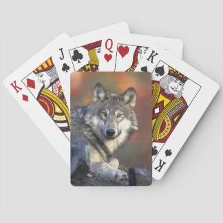 Jeu De Cartes Cartes de jeu Wolf Bicycle