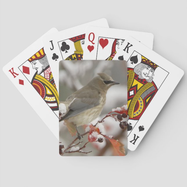 Jeu De Cartes Cèdre adulte cirer sur aubépine avec neige (dos)