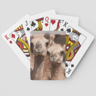 Jeu De Cartes Chameaux au marché aux chameaux à Al Ain près de D