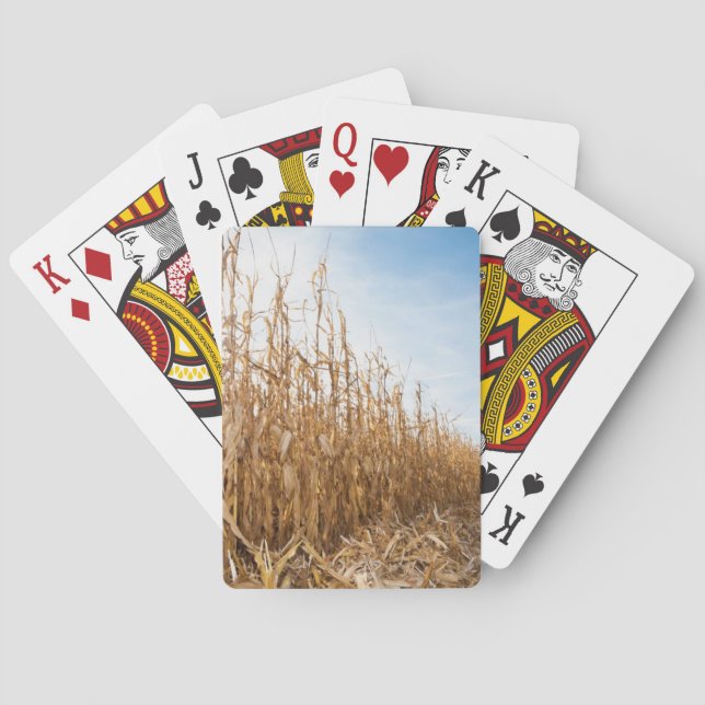 Jeu De Cartes Champ de maïs en partie moissonné (dos)
