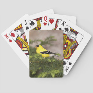 Jeu De Cartes Chardonneret américain mâle dans un arbre