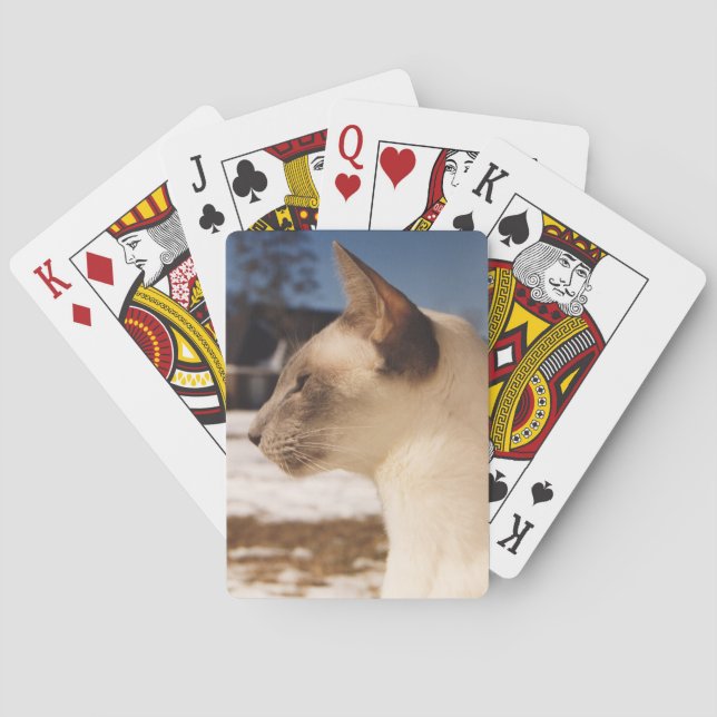 Jeu De Cartes Chat de neige - Profil de la pointe bleue de Siame (dos)