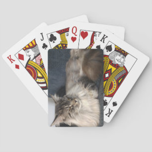 Jeu De Cartes Chat du Maine
