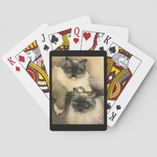 Jeu De Cartes Chats Ragdoll