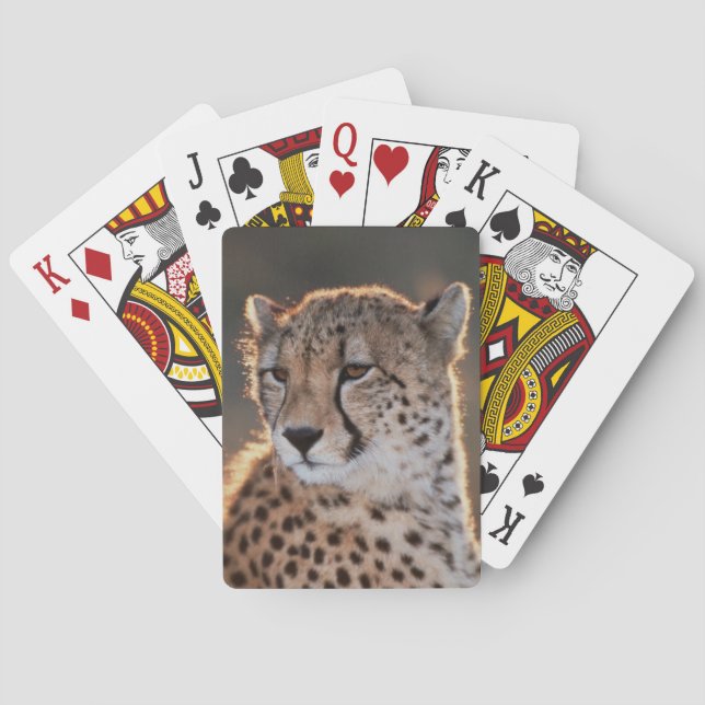 Jeu De Cartes Cheetah regarde loin (dos)