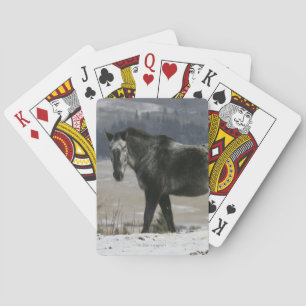 Jeu De Cartes Cheval Appaloosa dans la neige