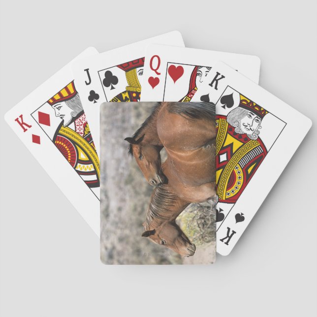 Jeu De Cartes Chevaux Mustang Sauvages Touchant (dos)